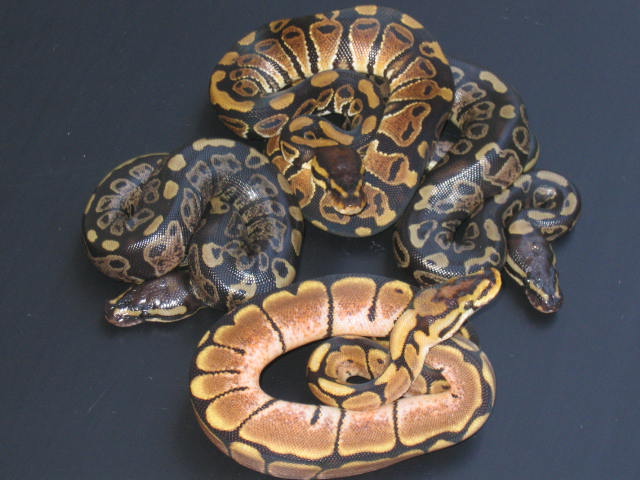 Sable, Normal & Spider