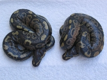 Sable males