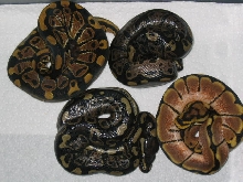 Sable, Normal & Spider 2