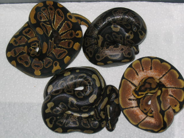 Sable, Normal & Spider 2