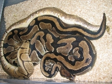 Spider Breeding 1