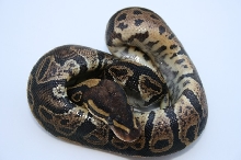 Sable Female