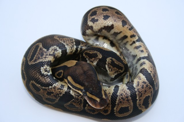 Sable Female
