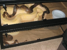 Boa Breeding