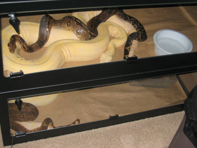 Boa Breeding