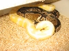 Albino hook up
