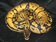 Test Pic