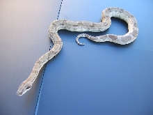 Poss Dominant Ghost female