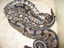 Mojave Love