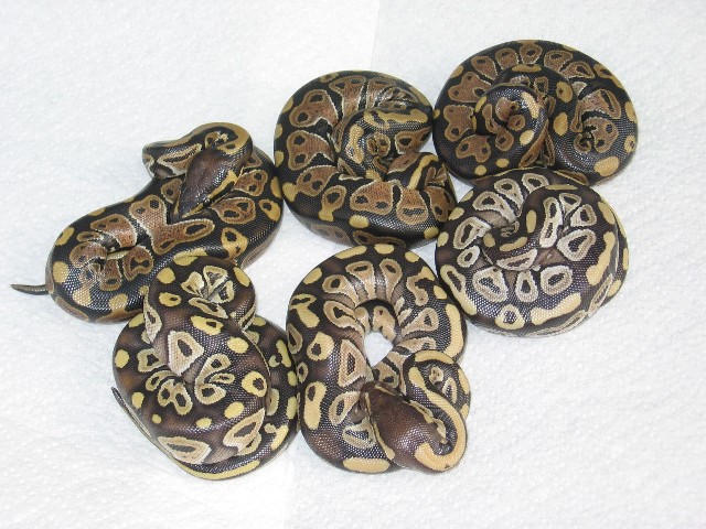 Mojave clutch 2