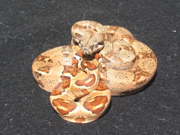 Orangasm Triple Het