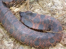 Mud snake?