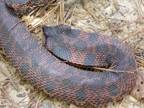 Mud snake?