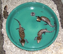 Kei Island Blue Tongues