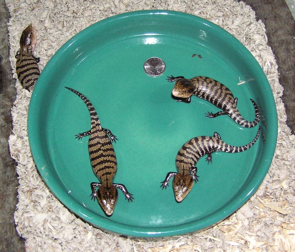 Kei Island Blue Tongues
