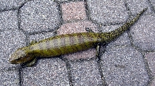 Kei Island Blue Tongue