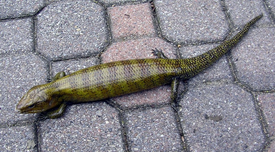 Kei Island Blue Tongue