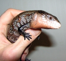Kei Blue Tongue Youngster