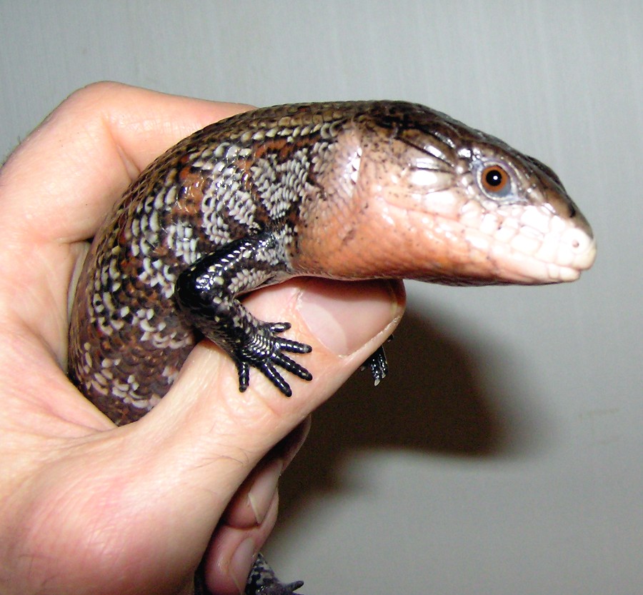 Kei Blue Tongue Youngster