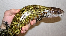 Adult Kei Island Blue Tongue