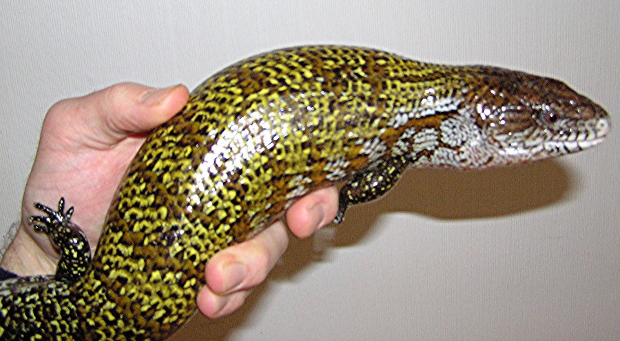 Adult Kei Island Blue Tongue