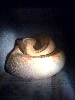 albino
