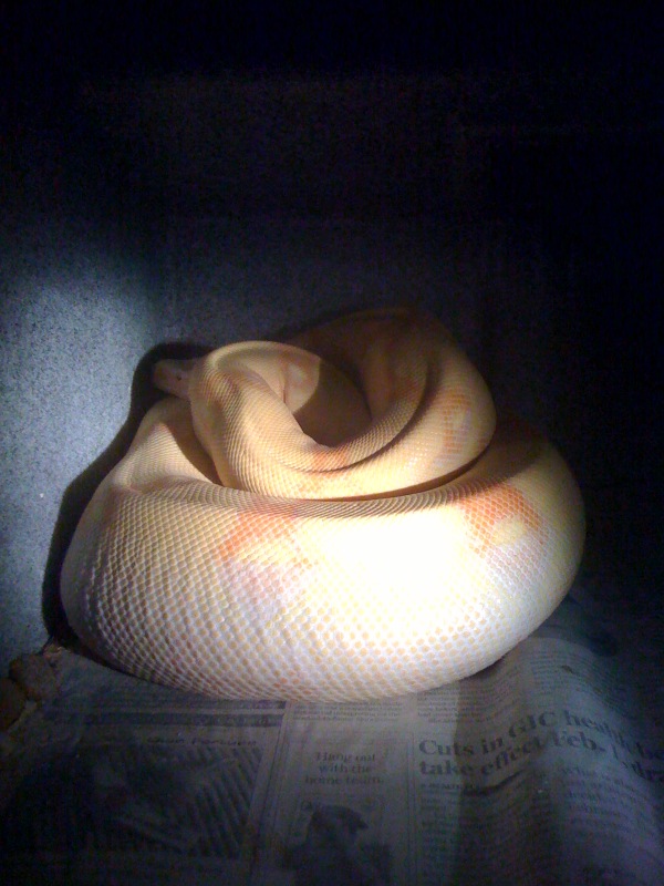 albino