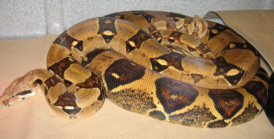 pair