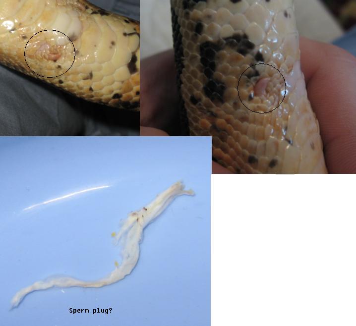 hypo