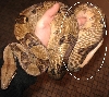 hypo