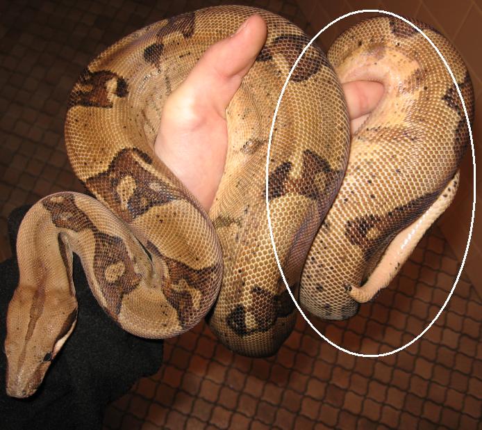 hypo