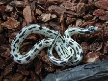 my baby snake: Helaman