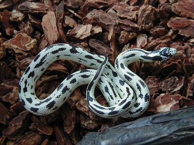 my baby snake: Helaman