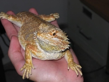 front view of Kaida
