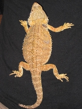 top view of Kaida
