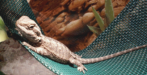 I love my hammock!