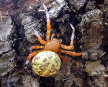 unknown spider
