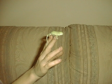 New Female Veiled
