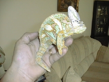 Ziggy now 11 months