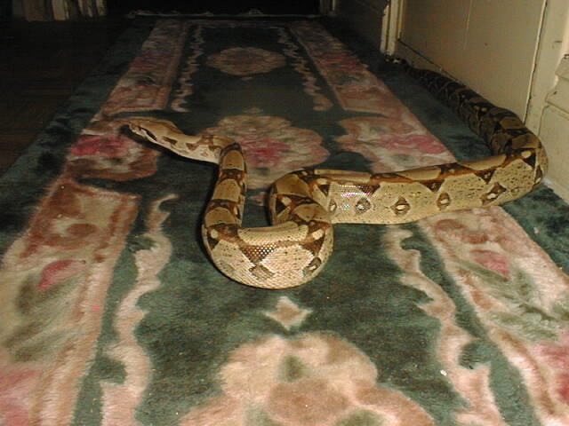 Blue on the rug