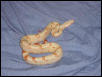 albino