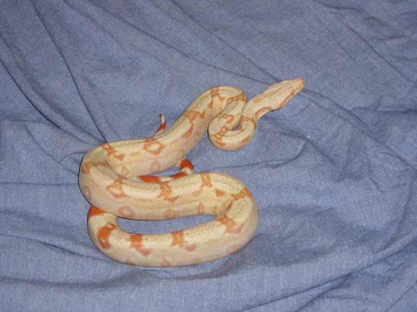 albino