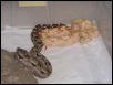 baby boa
