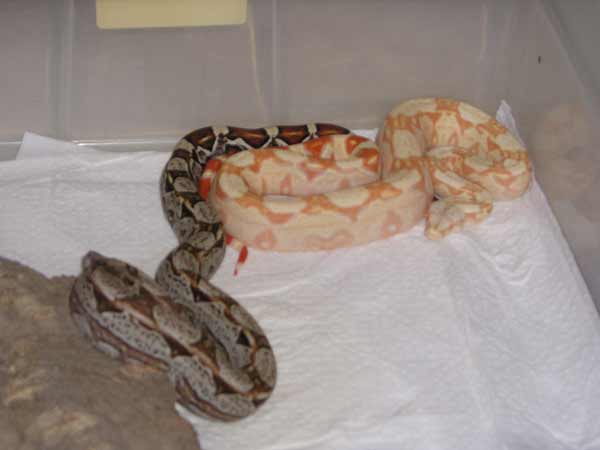 baby boa
