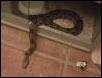 boa pics