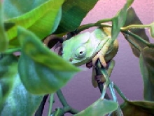 Graceful Chameleon
