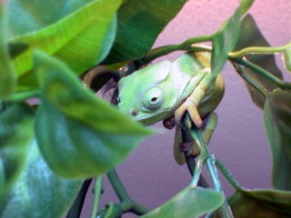 Graceful Chameleon