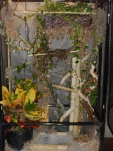 Cham Cage
