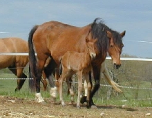 Bootsie and her filly