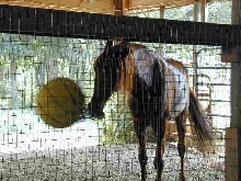 Cardy playing